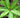 Illicium floridanum (variegated)