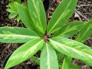 Illicium floridanum (variegated)