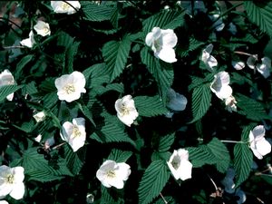 Rhodotypos scandens
