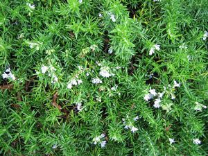 Prostrate rosemary (Rosmarinus officinalis 'Prostratus'), trailing evergreen groundcover with needle-like gray-green foliage and pale blue flowers