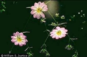 Sabatia kennedyana (Plymouth rose-gentian) starry rose-pink flower with a red-ringed yellow eye