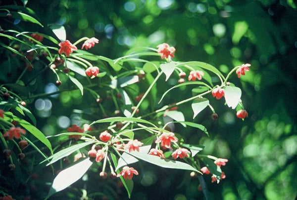 Illicium henryi