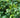 Sarcococca sp. (Sweetbox)