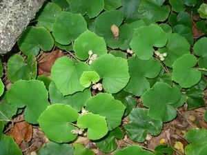 Rubus irenaeus, bigleaf raspberry, evergreen groundcover with large rounded coltsfoot-like leaves and small white flowers