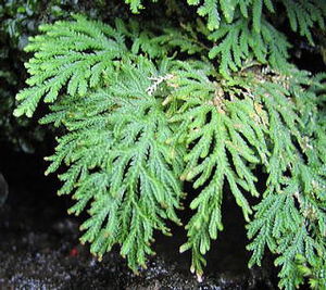 Selaginella moellendorffii, spikemoss, fine bright-green fern-like fronds forming a shade groundcover.