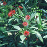 Illicium mexicanum, Mexican anise tree, deep red many-strapped star-shaped flower against glossy evergreen leaves