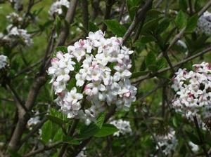 Viburnum x burkwoodii x V. carlesii "Mohawk"