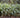 Setaria palmifolia
