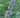Shoal Creek chaste tree with summer lilac blooms