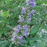 Shoal Creek chaste tree with summer lilac blooms