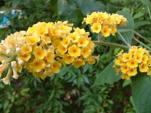 Buddleia x weyeriana 'Honeycomb', yellow butterfly bush, rounded clusters of golden-yellow flowers