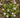 Silene virginica x S. polypetala "Longwood"
