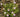 Silene virginica x S. polypetala "Longwood"