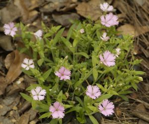 Silene virginica x S. polypetala "Longwood"