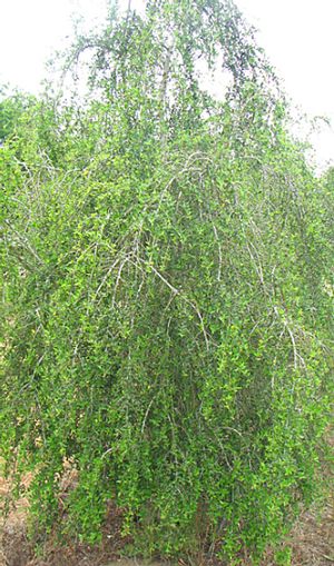 Ilex vomitoria 'Folsom's Weeping'