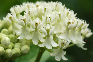 Asclepias incarnata 'Ice Ballet', white swamp milkweed, pure white flower umbels on upright stems