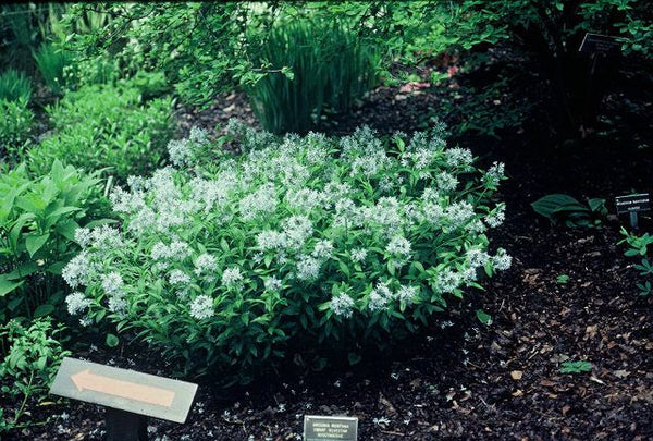 Amsonia montana