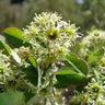 Amelanchier nantucketensis, Nantucket serviceberry, white spring flowers on a low shadbush.