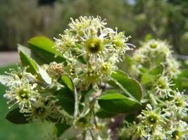 Amelanchier nantucketensis