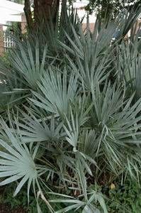 Serenoa repens blue form, blue saw palmetto, silvery-blue fan-shaped evergreen leaves.