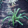 Crinum americanum, swamp lily, white star-shaped flowers with narrow recurved tepals on a tall scape