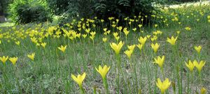 Zephyranthes citrina
