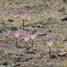 Zephyranthes fosteri pink rain lily with grass-like leaves