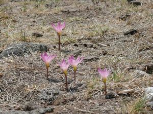 Zephyranthes fosteri, Foster's pink rain lily, bright pink crocus-like flowers and grassy leaves
