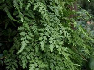 Lygodium japonicum