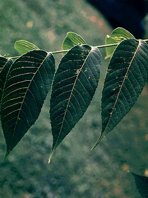 Juglans nigra eastern black walnut, a large native hardwood tree with pinnate leaves and round green-husked nuts.