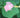 Malvaviscus arboreus (pink)