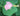 Malvaviscus arboreus (pink)