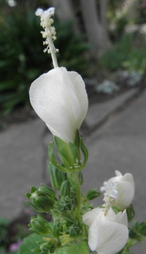 Malvaviscus drummondii alba