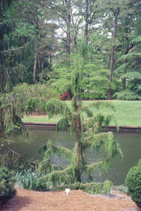 Juniperus rigida 'Pendula'