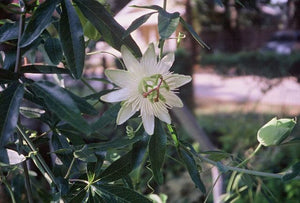 Passiflora caerulea ‘Constance Elliott’
