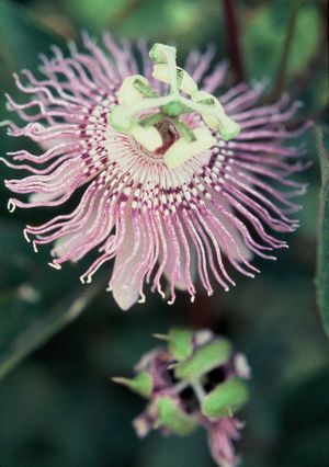 Passiflora incarnata, maypop, intricate lavender passionflower with a fringed corona.