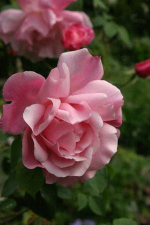 Rosa x Mme. Gregoire Staechelin
