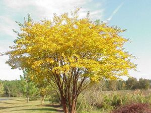 Lagerstroemia fauriei, Japanese crape myrtle, white summer flower panicles and exfoliating cinnamon bark