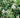 Schizophragma integrifolia