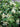 Schizophragma integrifolia