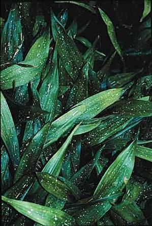 Aspidistra vietnamensis 'Amanogawa', speckled cast iron plant, narrow dark leaves flecked with creamy white spots