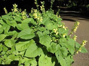 Salvia koyamae (Japanese yellow sage) big arrow-shaped leaves and pale butter-yellow flowers