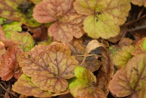 Tiarella cordifolia collina "Brandywine"