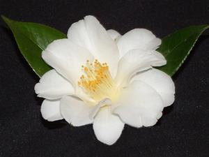 Camellia japonica 'Imura', semi-double pure white flower on narrow glossy foliage