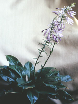 Hosta yingeri, Yinger's plantain lily, glossy dark green leaves with star-shaped purple flowers