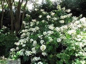 Hydrangea quercifolia 'Alison'
