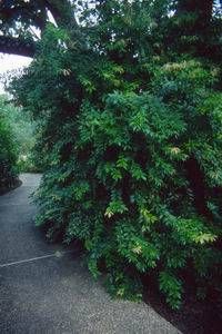 Leucothoe populifolia
