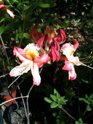 Rhododendron x kosterana x prinophyllum