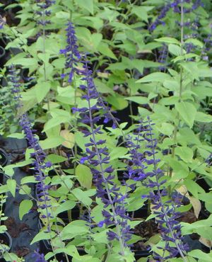 Salvia 'Anthony Parker' dark blue-purple flower spikes in late fall