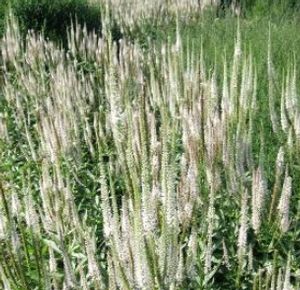Veronicastrum virginicum "Albo-Rosea"